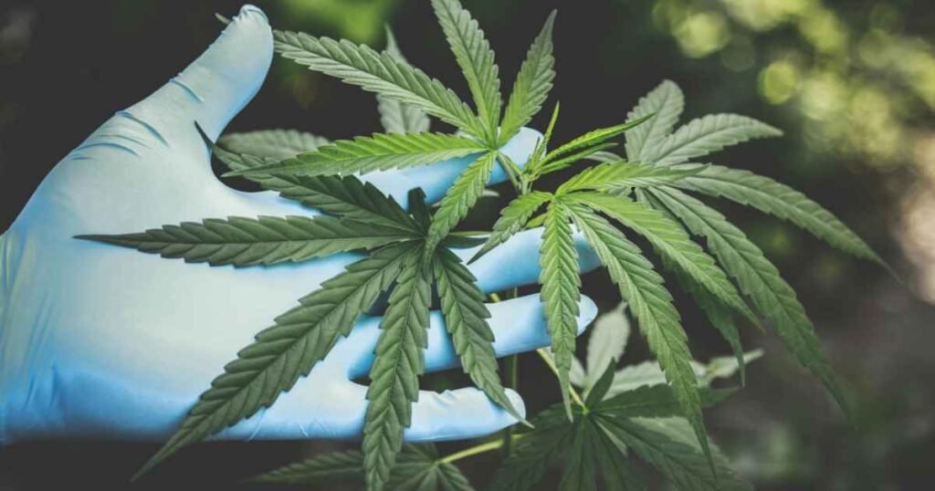 5starsstocks.com cannabis