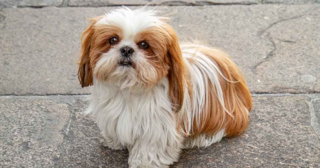 why shih tzu are the worst dog