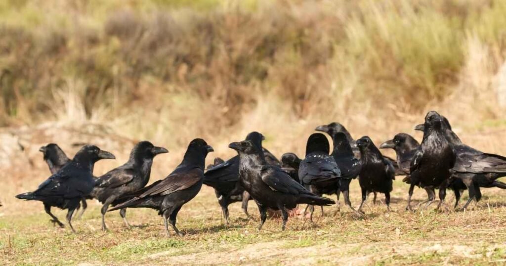 what do crows like to eat