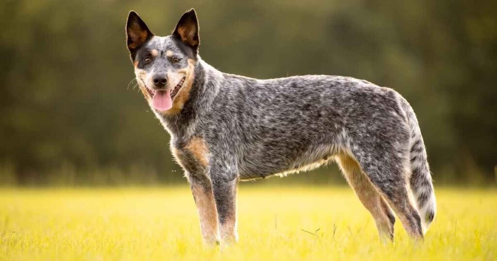 hanging tree cattle dog
