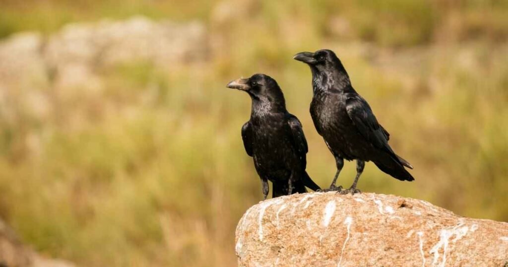 what do crows like to eat