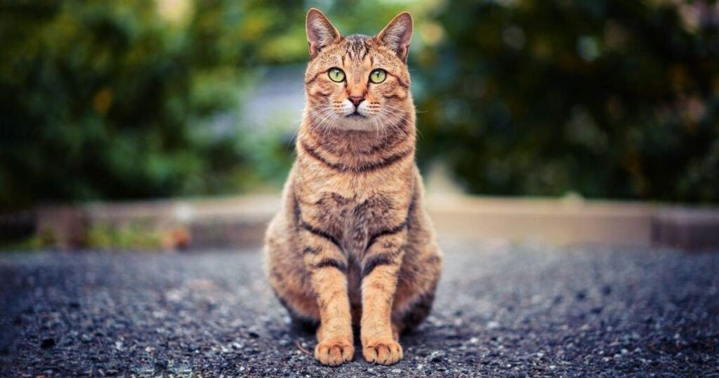 curiosity killed the cat full quote